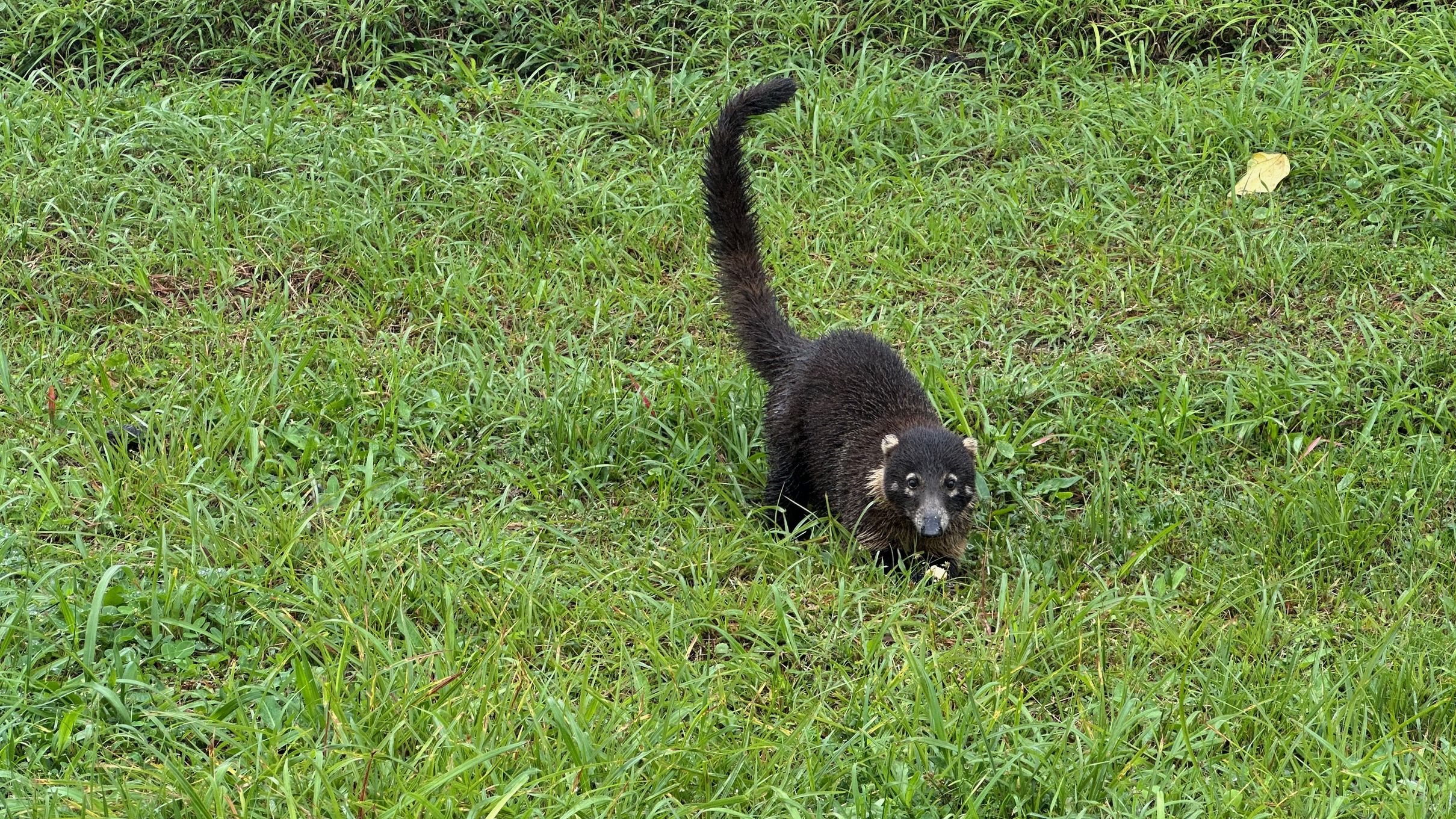 Weissrüssel Nasenbär, Nasua narica, White-nosed Coati, Coatí de nariz blanca